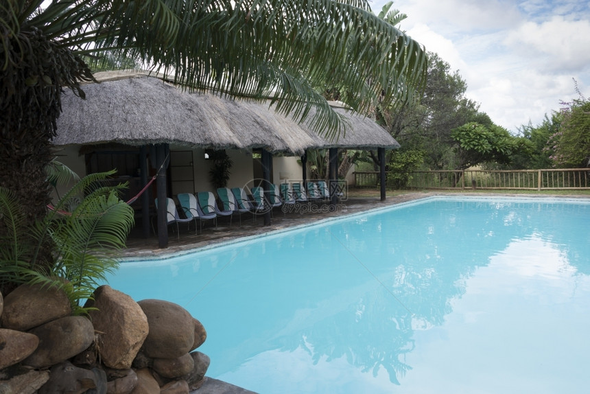 非洲南部内地有棕榈树的热带游泳池自然夏天晴图片