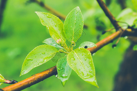 森林里刚下过雨的绿叶图片