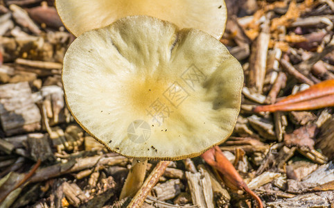 菌苔藓白色黄平面圆形蘑菇宏观关闭季节图片