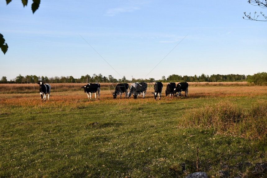 黑与白色的瑞典奥兰岛黑白牧牛群在瑞典奥兰岛放牧夏天图片