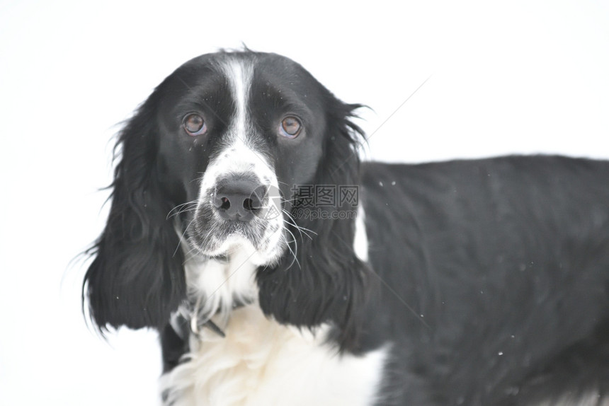 春天宠物俄罗斯Spaniel在冬季行走俄国Spaniel在冬季行走乐趣图片