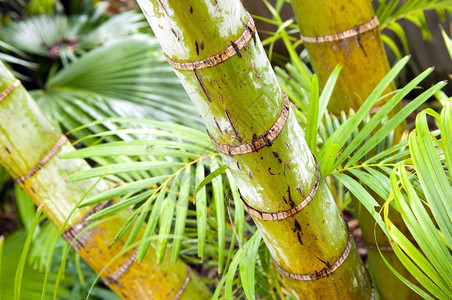 户外详细介绍棕榈树热带林景观气候图片