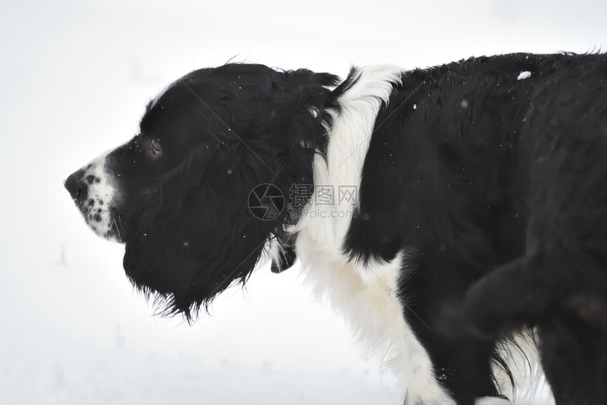 品种动物犬类俄罗斯Spaniel在冬季行走俄国Spaniel在冬季行走图片