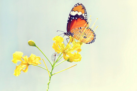 户外酸橙飞行蝴蝶在美丽的花朵上闪耀着图片