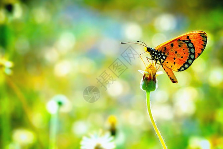 蝴蝶在美丽的花朵上闪耀着蓝色的飞行黄图片