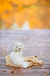 秋天木码头上的白狗马耳他人秋天木码头上的白狗马耳他人可爱的森林肖像图片