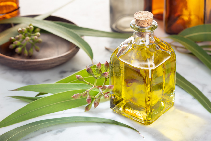 用于皮肤护理芳香疗法温泉养草药的Eucalyptus油绿色为了草本植物图片