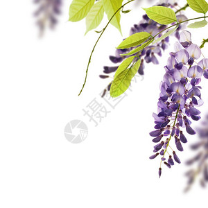 边框花角素材框架白色背景装饰元素wisteria白色背景边境以页角为的绿叶边框树花朵背景