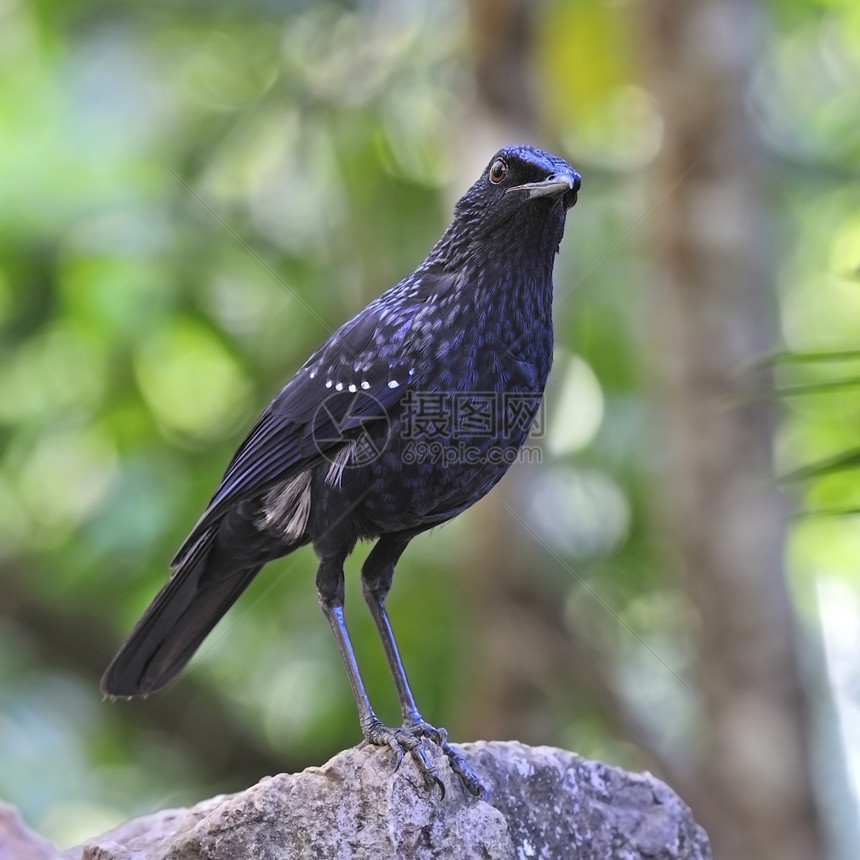 日志雨蓝鸟口哨画眉Mophonuscaeruleus站在岩石上胸部轮廓美丽的图片