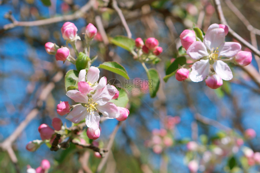 生长开花的树苹果春天开花的枝春天开花的树枝苹果年轻的园艺图片