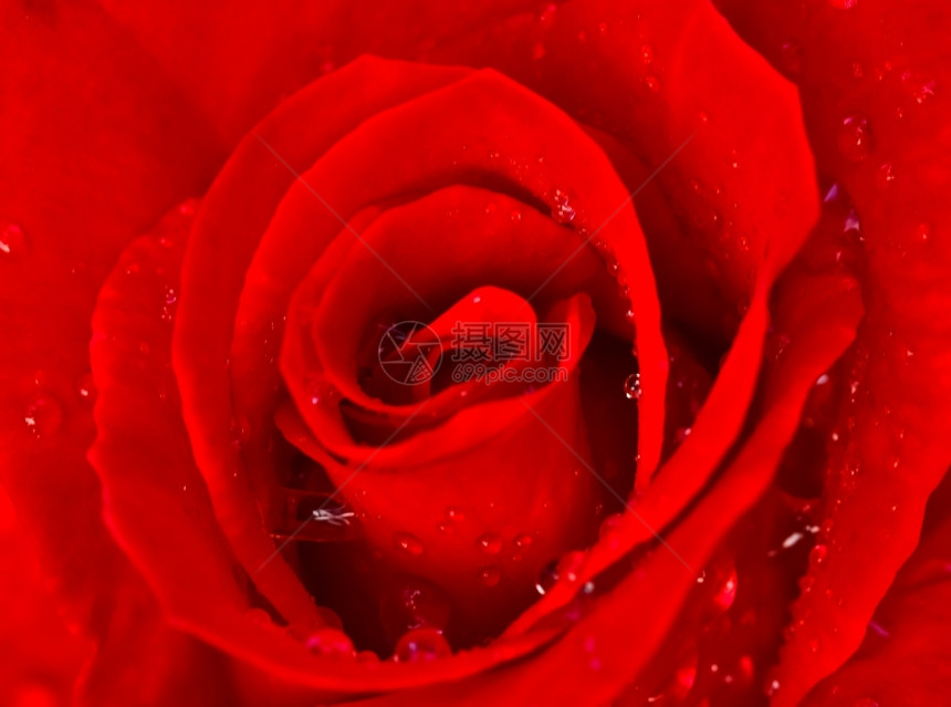 感湿天含水滴深红玫瑰宏观图象图片