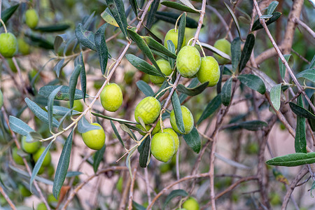 橄榄树枝在背景模糊的树枝上对绿色橄榄进行近视以分支机构重点背景