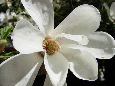 植物群花的白玉兰逆天特写白玉兰花逆天特写树图片