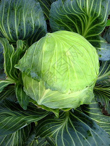 熟绿卷心菜大头的图象自然院子蔬菜图片