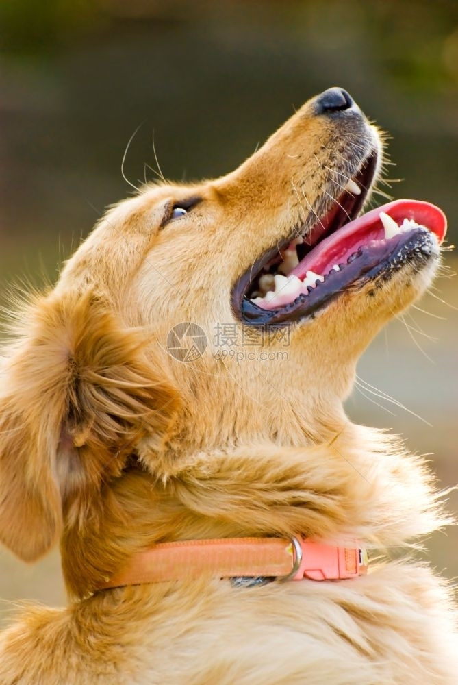 快乐的金色追逐犬肖像抬起头来动物毛茸图片