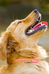 快乐的金色追逐犬肖像抬起头来动物毛茸高清图片