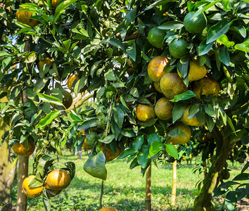 户外泰国食物在橙园的树上果实闭着橘子水果背景图片