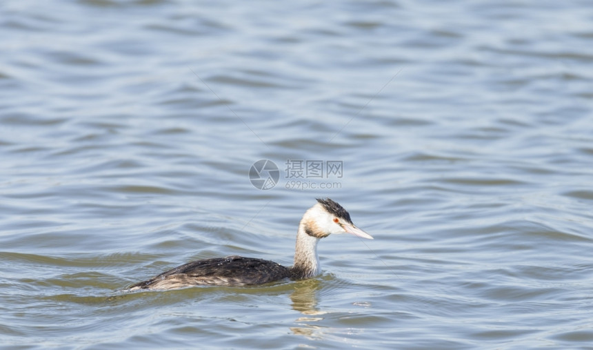 夏天羽毛GreatCrestedGrebePodicepscristatus游泳三角洲湿地Llobregat鸭图片