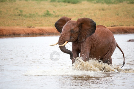 象形目国民非洲一只红象在水坑里玩一只红象在水井里玩图片
