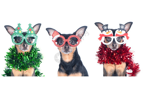 西装礼物克劳斯三只狗在新年节套装上白色圣诞主题新年图片