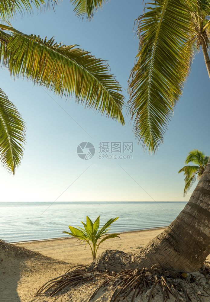 旅游青棕榈树在热带海滩的沙上发芽长成年轻棕榈树岛婴儿图片