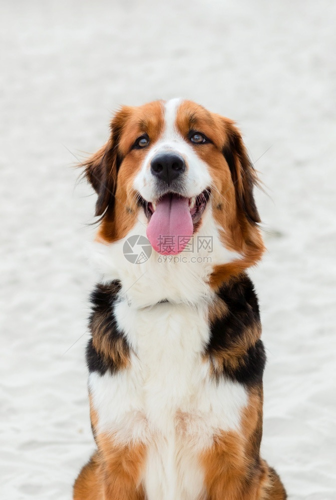 国内的海岸坐在滩沙上的大可爱狗巴拉班图片