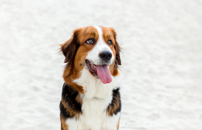 坐在海滩沙上的大可爱狗棕色的夏天可爱图片