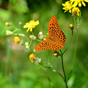 蝴蝶在花上阿圭尼斯帕皮亚修补绿色美丽图片
