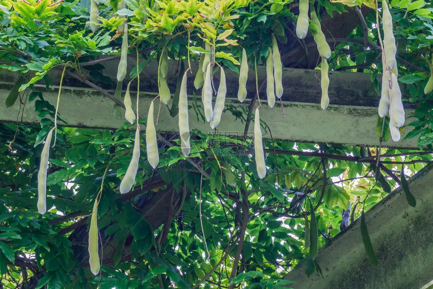 季节长大的环境挂在屋顶上的豆子图片