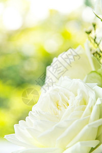 白玫瑰背景爱浪漫的香图片