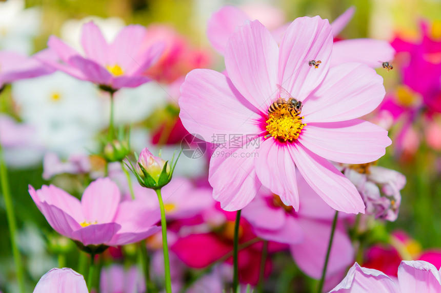 水平的公园旅行田间有蜜蜂的宇宙花朵图片