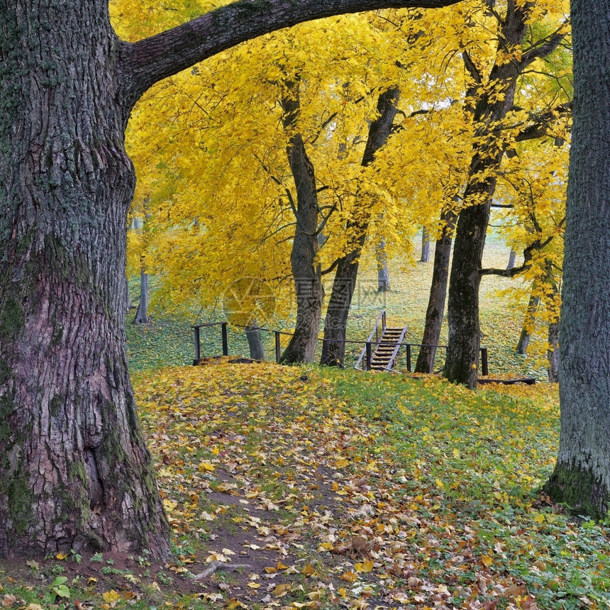 楼梯黄色的立陶宛美丽秋天的公园森林图片