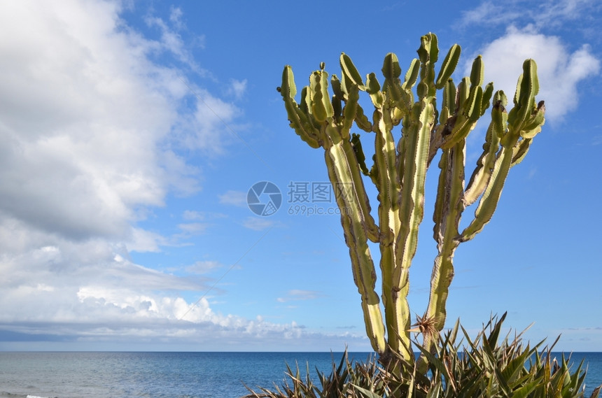 西班牙大加那利岛的西洋海岸旁太阳光仙人掌工厂格兰云蓝色的图片