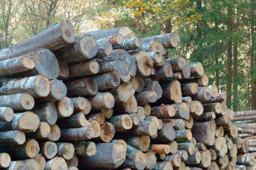 木材砍伐森林树干和堆叠在一起的木头松树美丽图片
