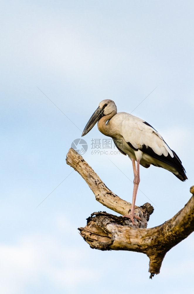 开单干燥白鸟独自站在干旱中的树上在干旱中的树木上站立吻合口图片