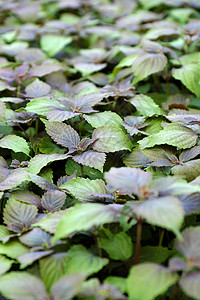 薄荷紫苏亚洲人带香草植物的农用花园一种亚洲香料是健康的蔬菜图片