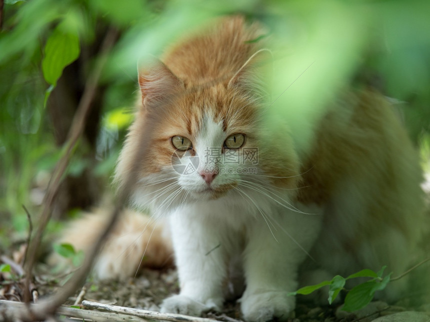 绿色美丽的猫肖像隐藏在叶子中与浅棕白和发看一种图片