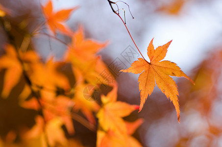 秋天的枫树红叶子图片