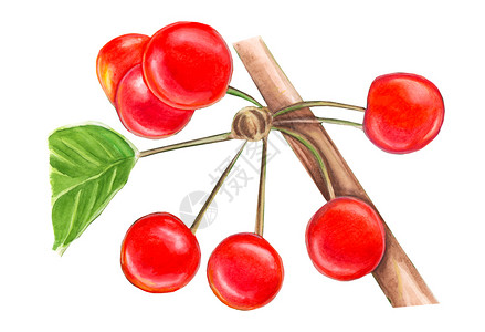 巴西针叶樱桃植物手绘浆果水彩背景树枝上的樱桃一种健康插画
