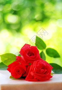 夏天美丽的红玫瑰花在绿色背景下被孤立浪漫图片