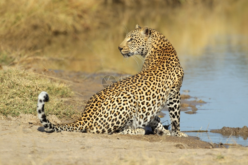 渴南非萨比沙自然保护区水坑中的雄豹Pantherapardus荒野苹果浏览器图片