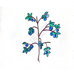 未成熟单身的水彩铅笔画蓝莓枝新鲜浆果插画