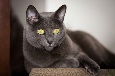 眼睛俄罗斯蓝猫盯着你大尺度俄罗斯蓝猫家头发图片