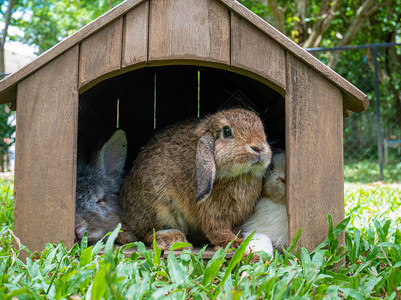 小木屋里的兔子图片