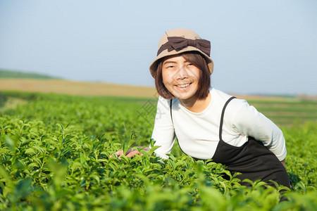 茶叶种植园的亚洲妇女山上茶叶种植园的宁静自然游客叶子绿色图片