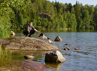 在职的湖猎人训练他英国斯普林格帕尼尔小狗在岸上支撑高清图片
