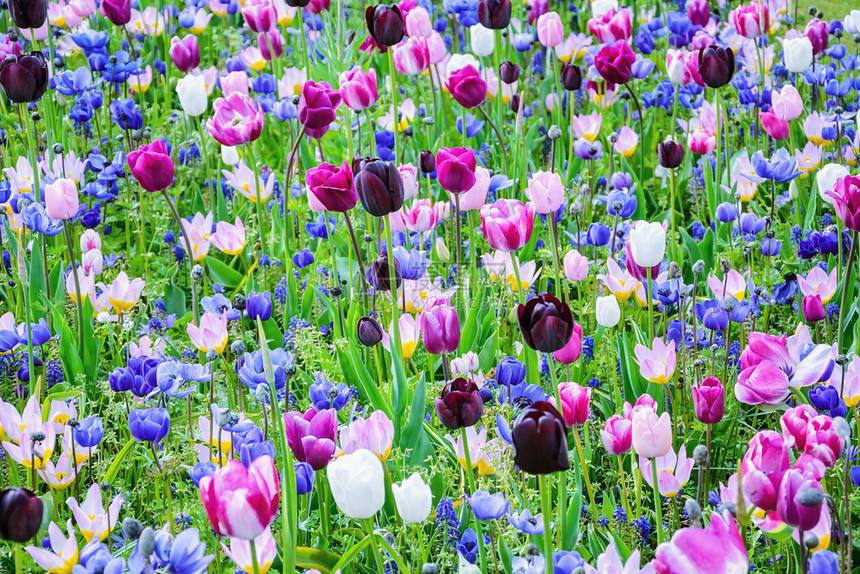 人们盛开花园的郁金香朵在荷兰的春天花园郁金朵户外图片