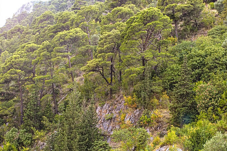 户外岩石天黑山区的松树林雪的山地景观黑区的松树林图片