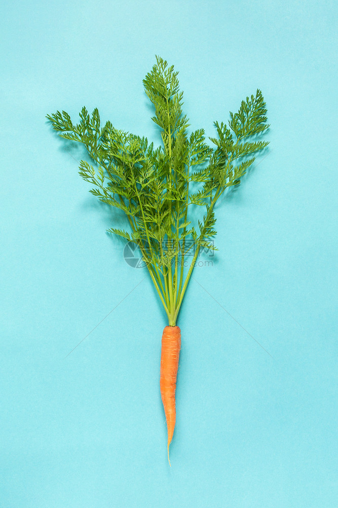 新的烹饪自然一根鲜橙多汁的胡萝卜顶部用绳子绑在蓝色背景上一根郁葱的绿色顶部用绳子绑在蓝色背景上图片