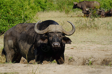 成年斗牛羊盯着镜头朝上非洲人野生动物力量图片